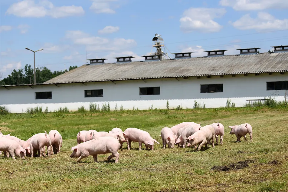 Modern baboy farm maliit hindi ito 6 na kagamitan ng baboy