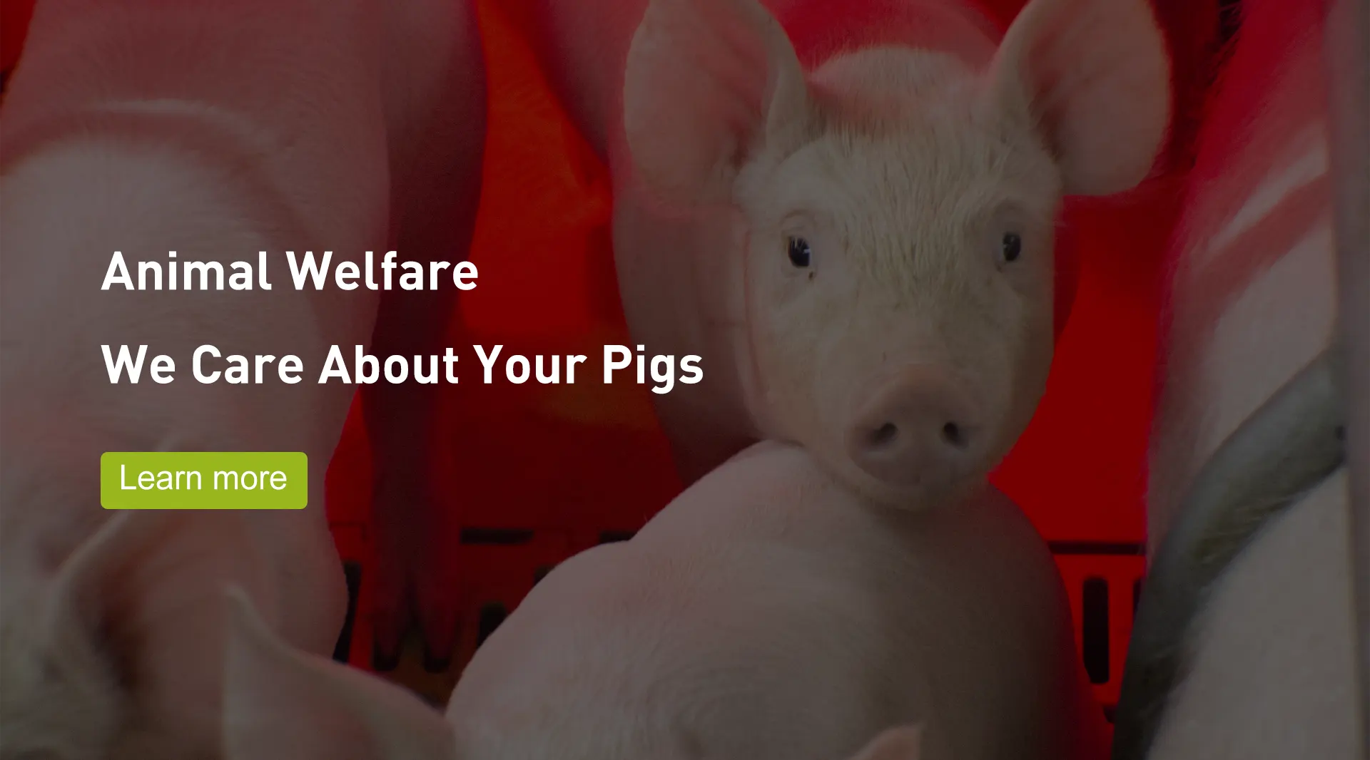 Mga Manufacturer ng Pig Welsafe Farrowing Crate