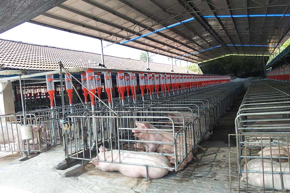 Paano Pumili ng Tamang Gestation Crate para sa Iyong Pig Farm