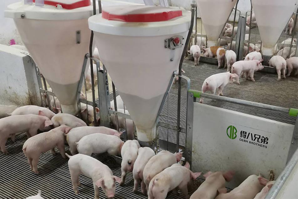 Paano Pumili ng Tamang PIG FEEDER para sa Iyong Pig Farm: Isang Comprehensive Guide ng Deba Brothers®