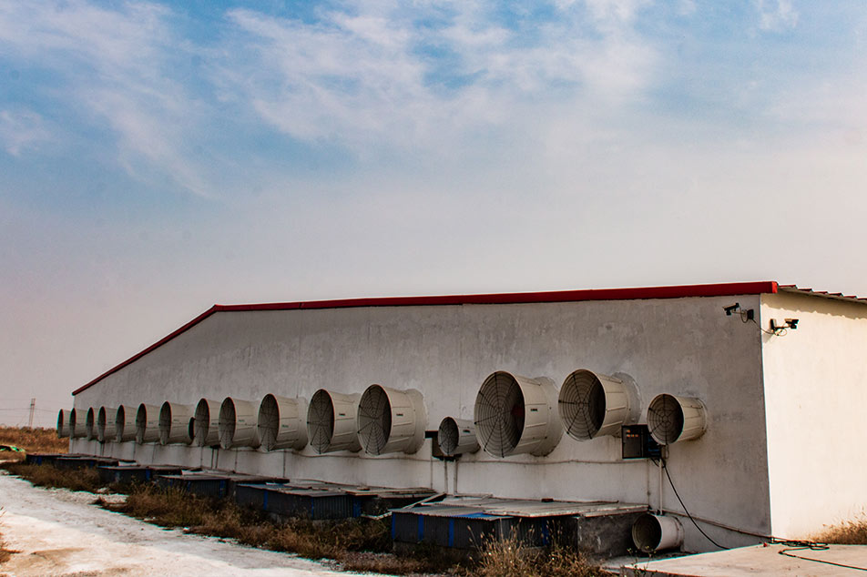 Deba Brothers® Pig Farm Ventilation System: Pinahusay na Kalidad ng Air para sa Mas Malusog na Baboy