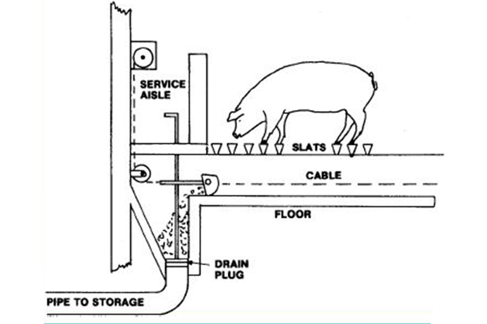 Baguhin ang Iyong Pig Farm gamit ang De-kalidad na Pig Dure Scraper System