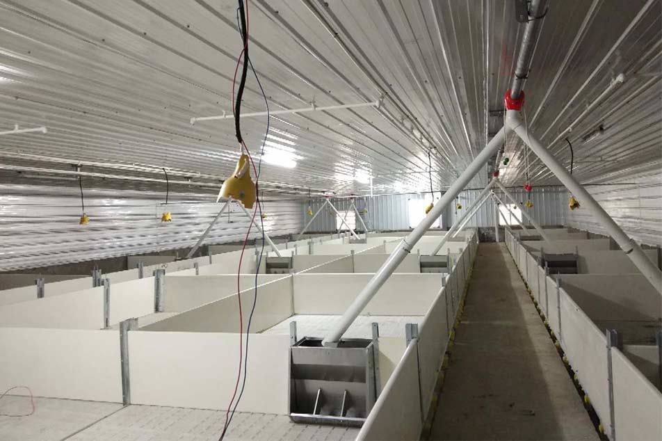 De-kalidad na Pig PVC Wall Panel Designs para sa Farrowing Crates - Debabrothers