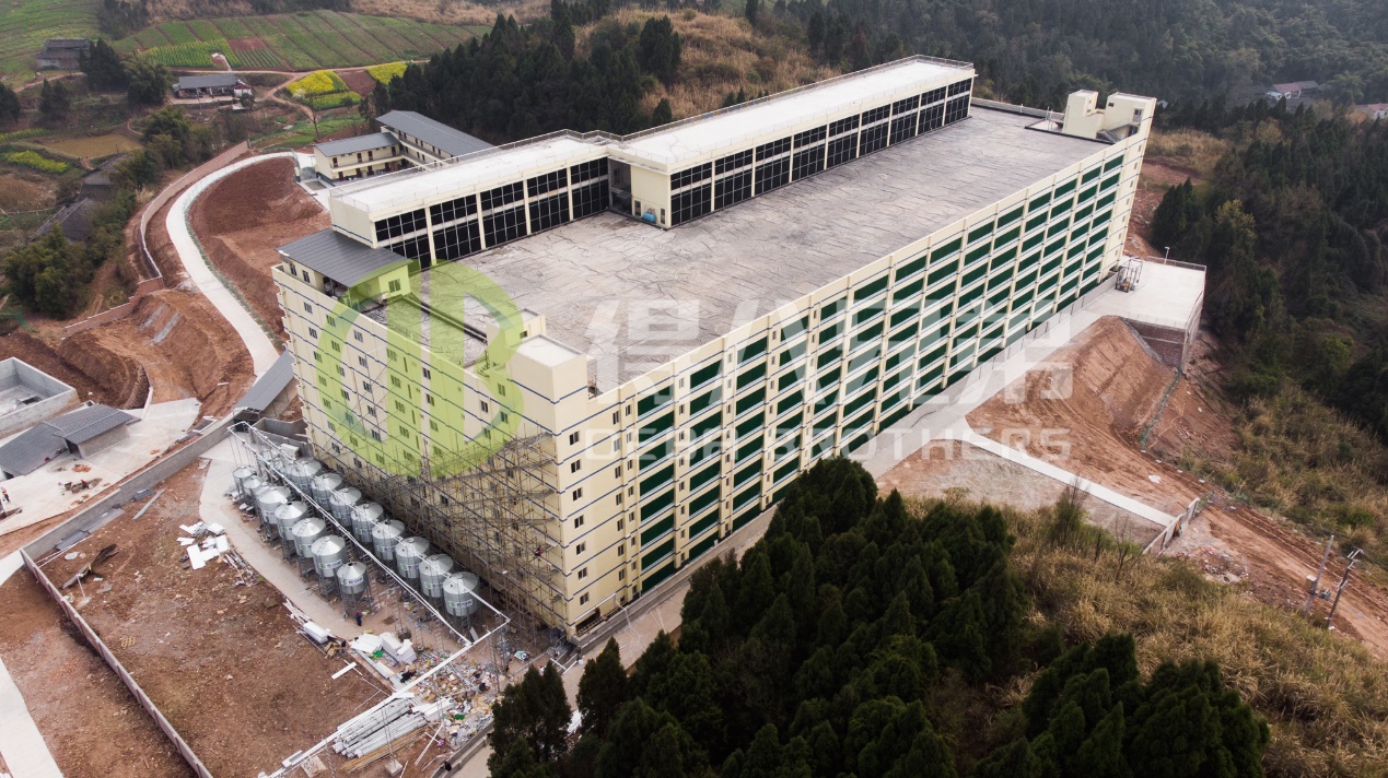 Paano Pahusayin ang Kalidad ng Pangkapaligiran sa Modernong Disenyo ng Pig Farm