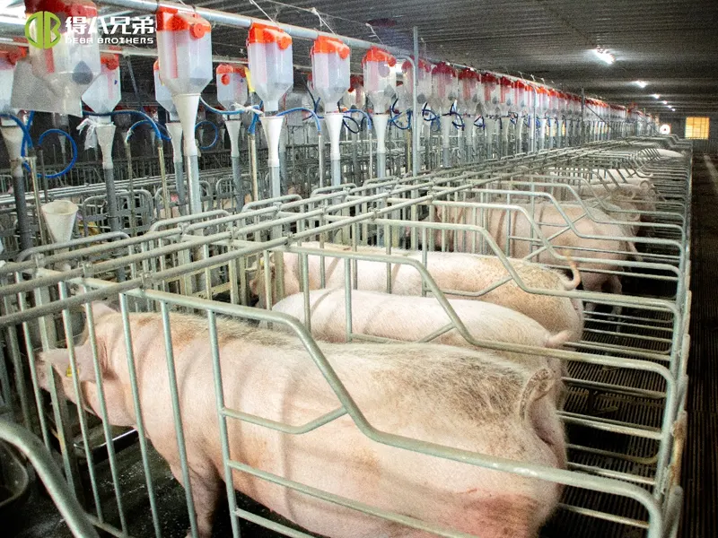 Pamamahala ng Ventilation ng Baboy: Mula sa Mga Karaniwang Pagkakamali hanggang sa Mga Solusyong Siyentipiko – Isang Komprehensibong Gabay