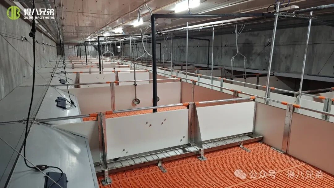 Pag-iwas at Pamamahala sa Heat Stress sa Swine Farm sa Mainit na Panahon