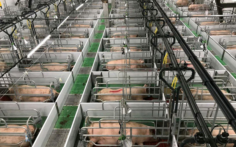 Tumpak na Nutrisyon at Pamamahala sa Siyentipiko: Palakasin ang Efficient Breeding ng Gestating Sows — Tinutulungan ng Debabrother ang Pig Farm na Pahusayin ang Kalidad at Episyente