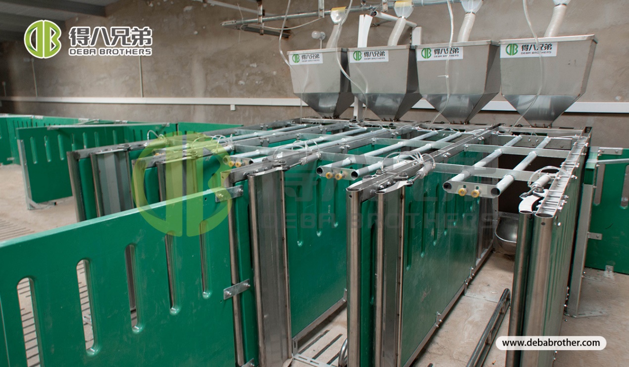 Prime Autumn Pig Farming Season: Scientific Management for Stable Efficiency Improvement — Debabrother Optimize Pig Farm Management in Autumn