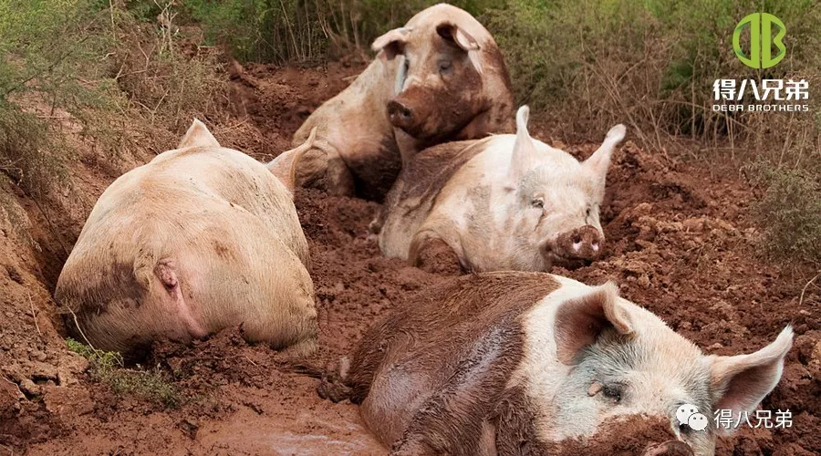 Mga Epekto ng Heat Stress sa Intestinal Health, Immune System at Meat Quality ng Baboy