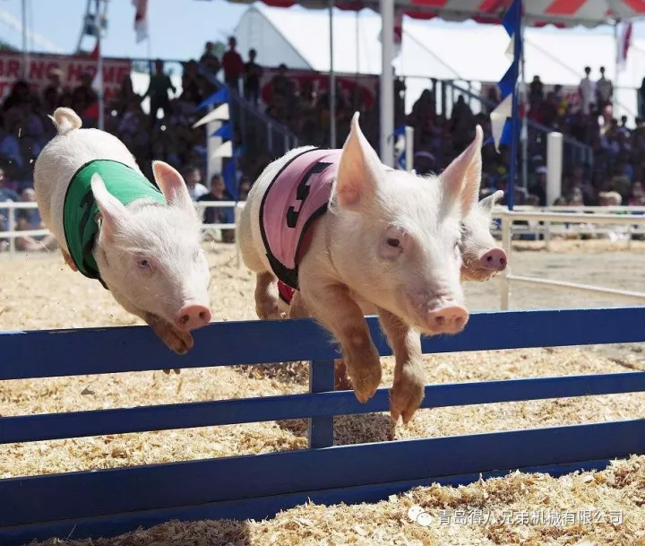 Kung Paano Pinaikli ng Mga Pig Farm ang Tagal ng Pag-aanak ng Sows para sa Mahusay na Paghahatid ng Piglet