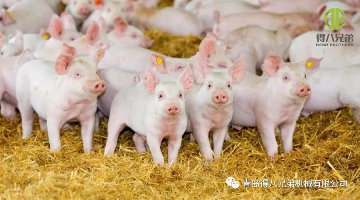 Pagpapabuti ng Kapakanan ng Hayop sa Pig Farm – China Edition