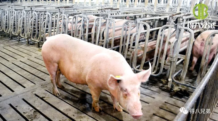Mga Epekto ng Fermented Feed sa Gestating Sows