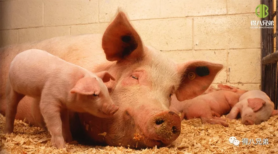 Mga Epekto ng Animal Welfare sa Produksyon ng Baboy