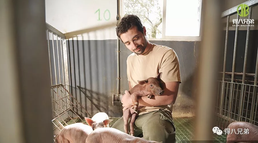 Mga Istratehiya para sa Pagpapabuti at Pagpapahusay ng Kapakanan ng Hayop sa Mga Pig Farm