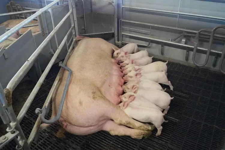 Ang Pagbawi ng Presyo ng Baboy sa Pandaigdig ay Nagpapalakas ng Kumpiyansa sa Pamumuhunan sa Kagamitang Pang-bukid